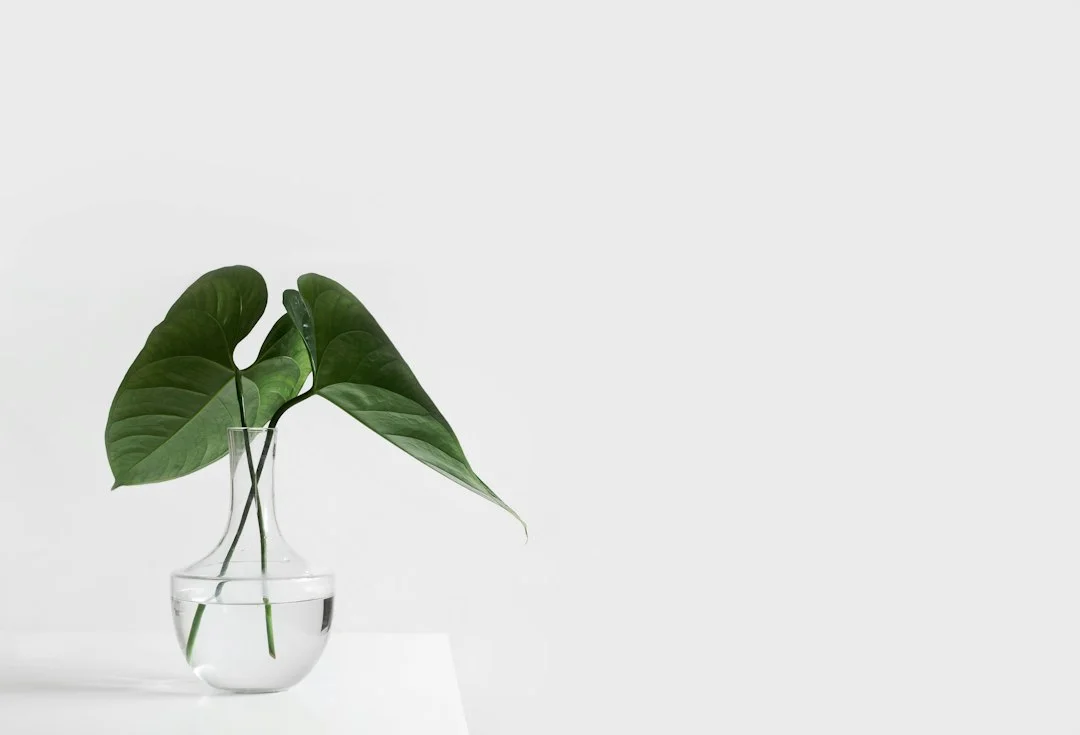 green leafed plant on clear glass vase filled with water green leafed plant on clear glass vase filled with water